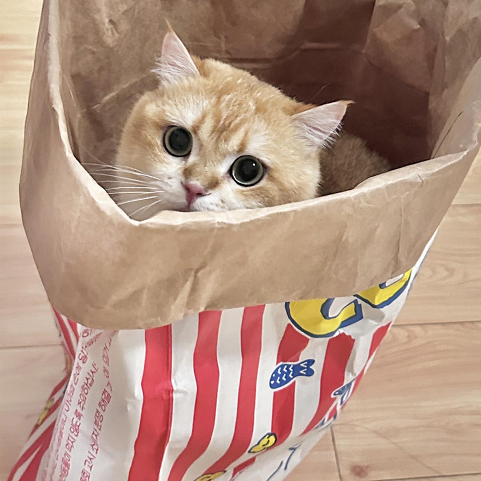 Crinkle Cat Bag Foldable Inter - Furniture Hardware For Bed 评论和价格